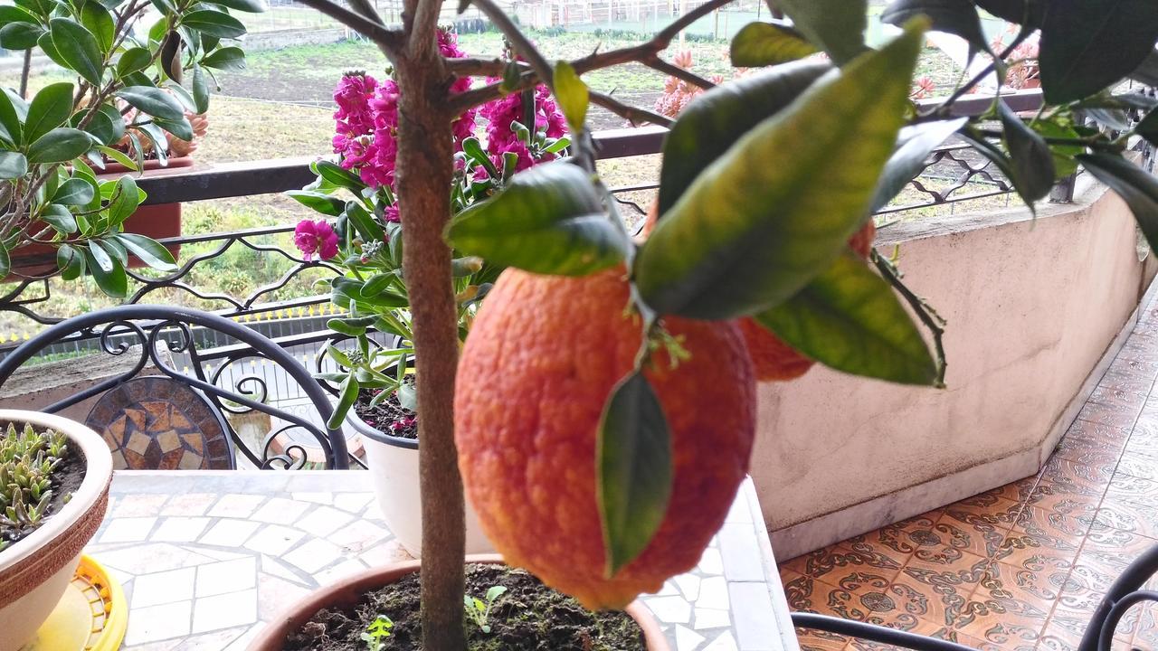 B&B Le Cycas Castellammare di Stabia Exterior foto